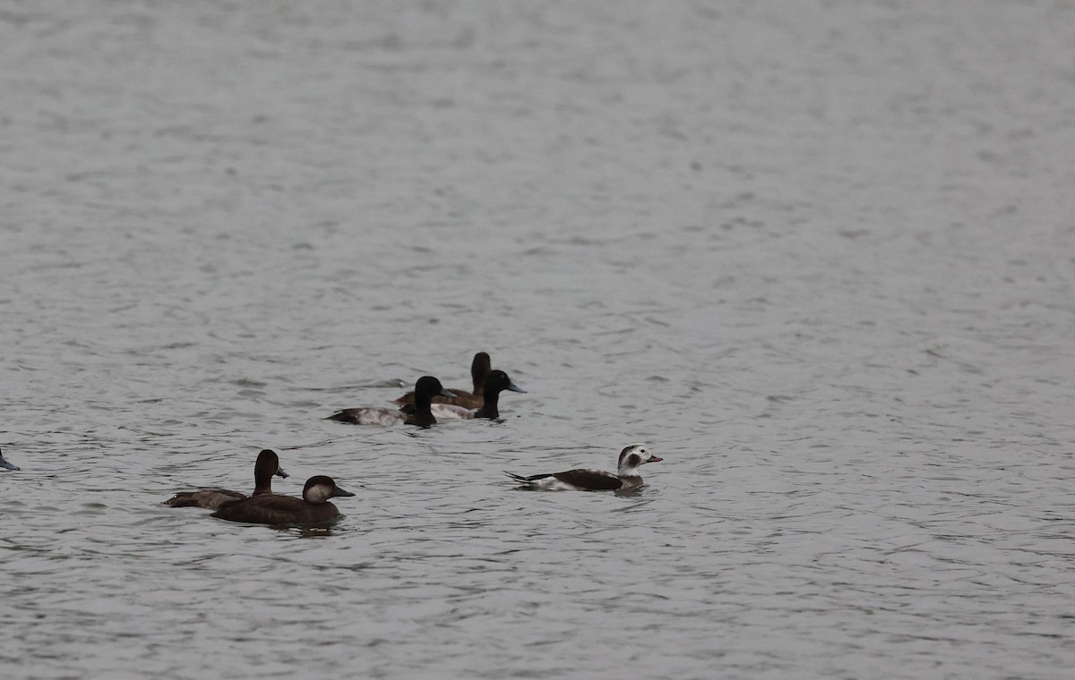 Long-tailed Duck - ML646363322