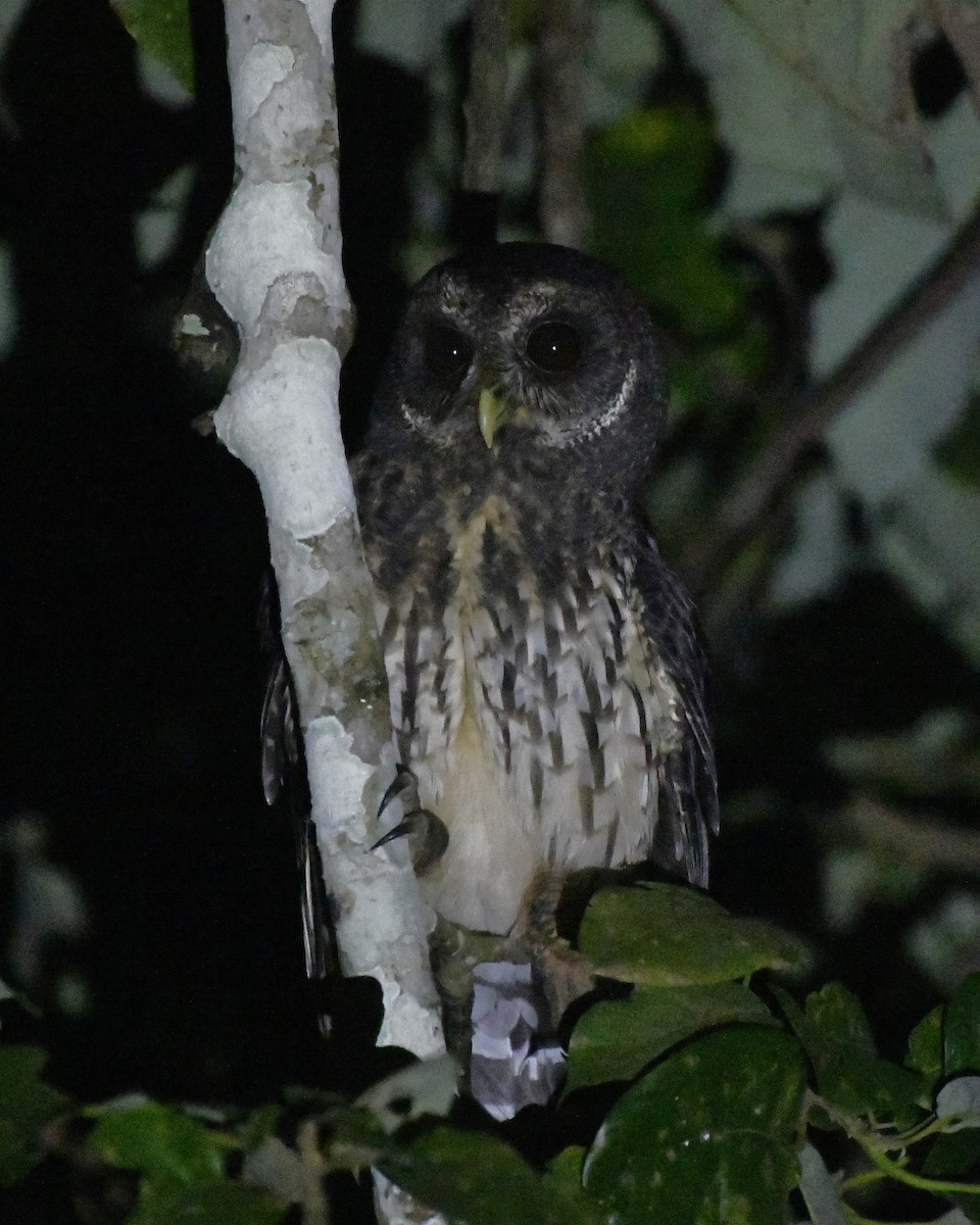 Mottled Owl (Mottled) - ML646363323
