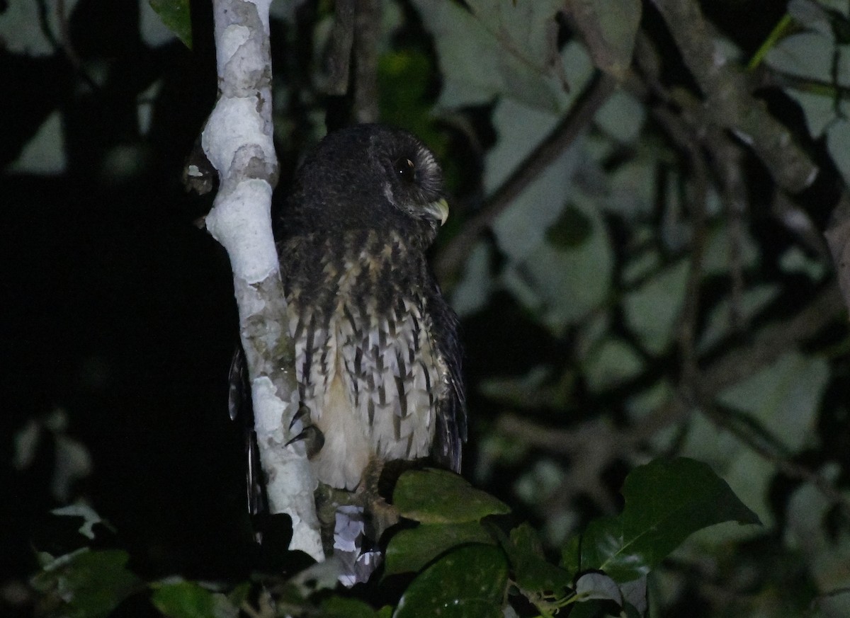 Mottled Owl (Mottled) - ML646363324