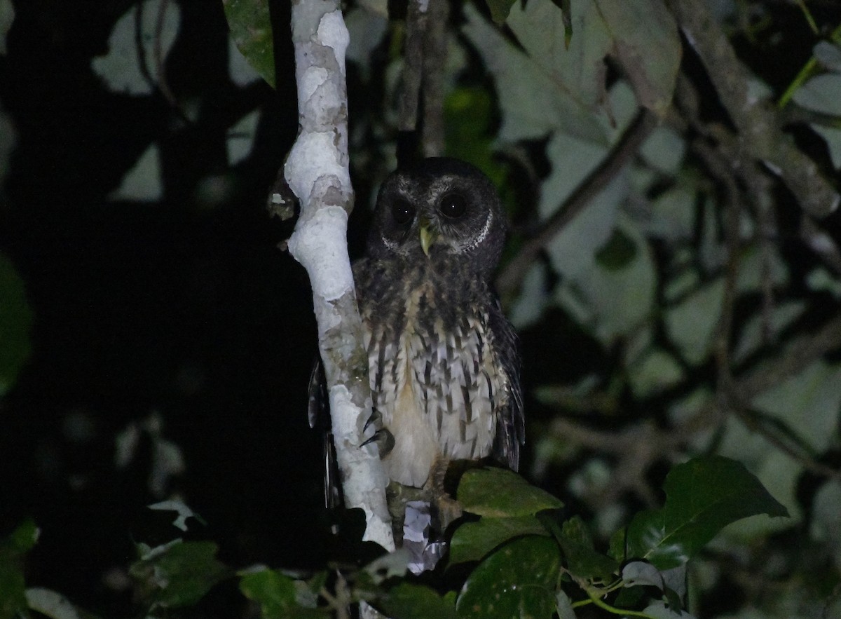 Mottled Owl (Mottled) - ML646363325