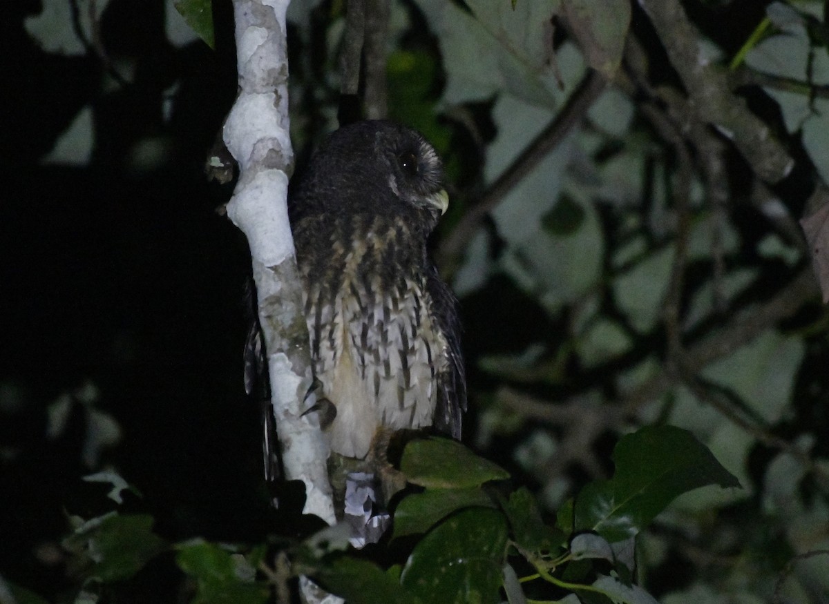 Mottled Owl (Mottled) - ML646363326