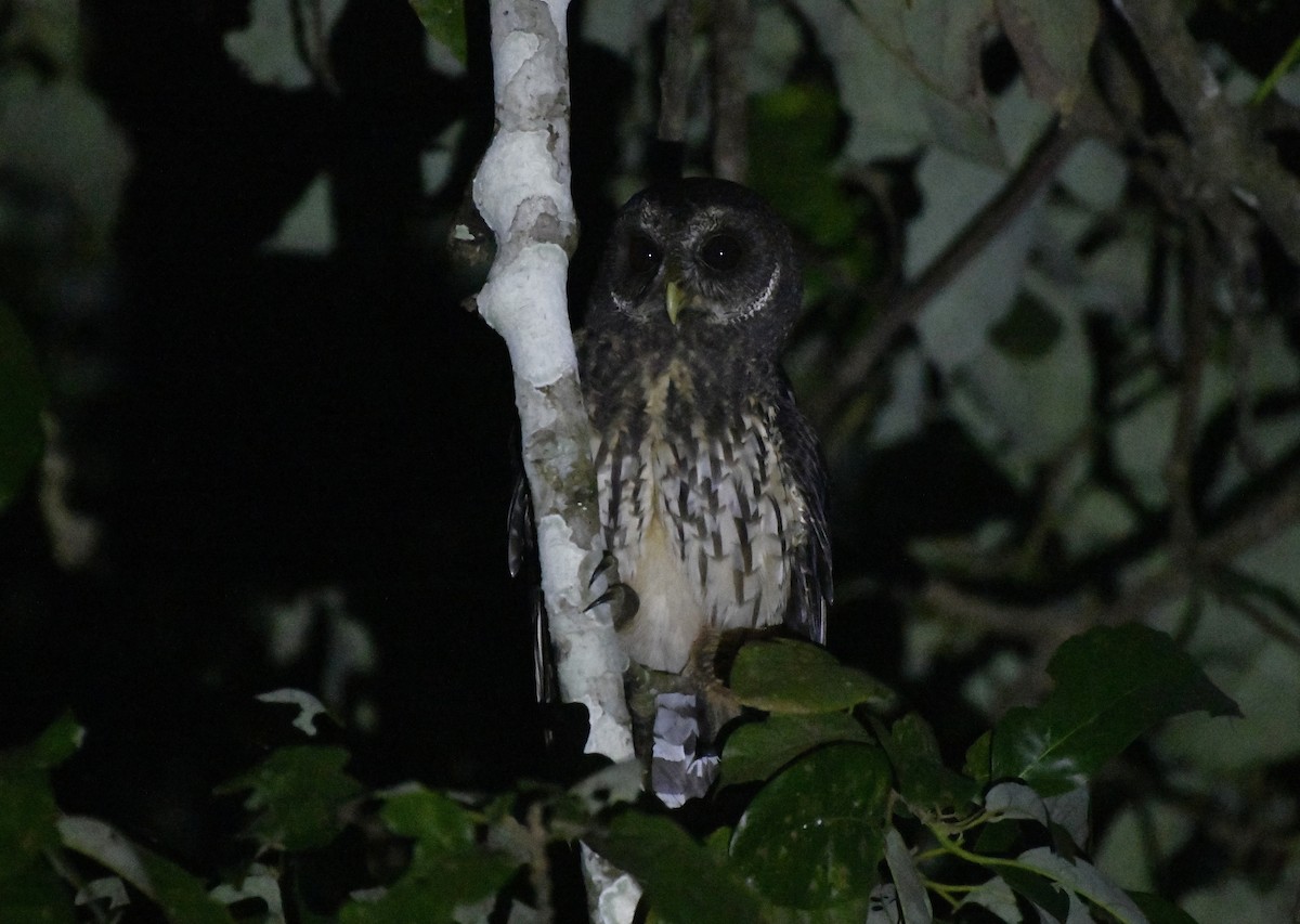 Mottled Owl (Mottled) - ML646363327