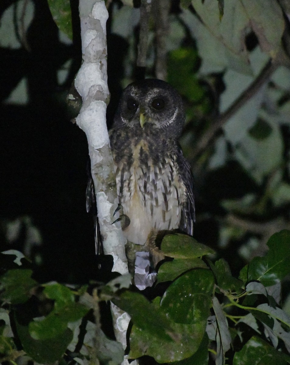 Mottled Owl (Mottled) - ML646363328