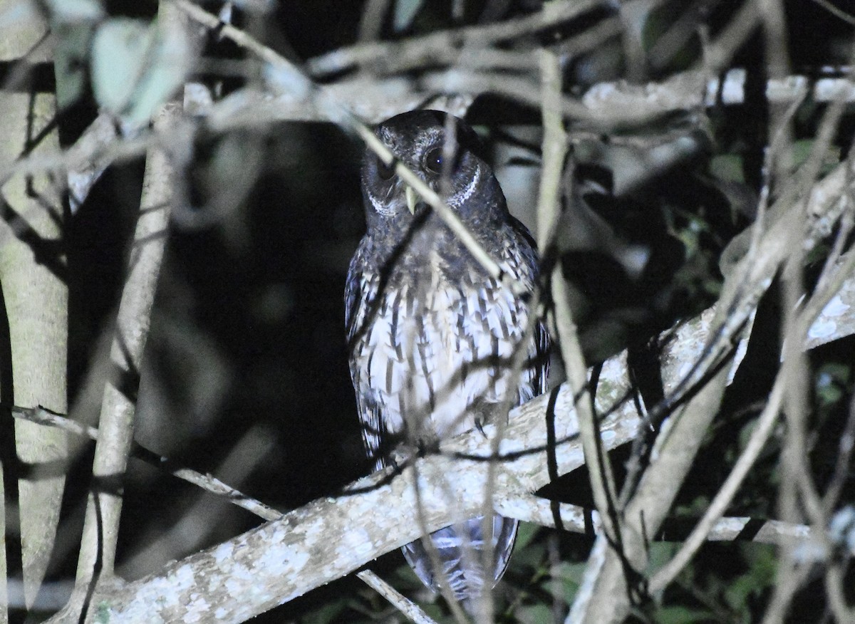 Mottled Owl (Mottled) - ML646363329