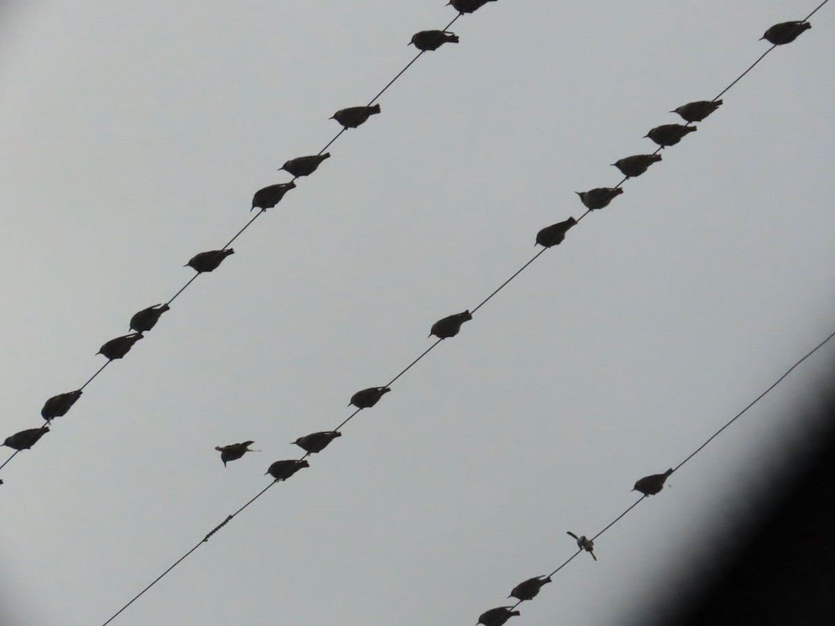 歐洲椋鳥 - ML646363334