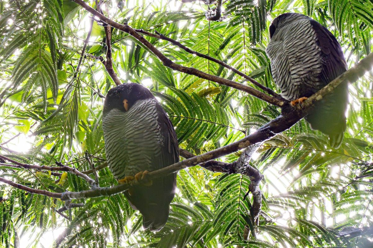 Black-and-white Owl - ML646363336