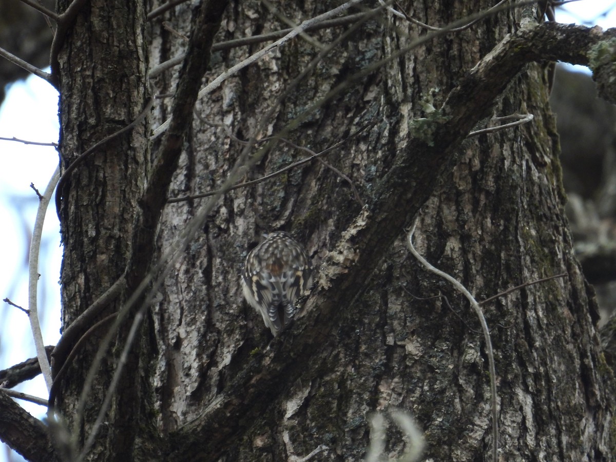 Brown Creeper - ML646363337