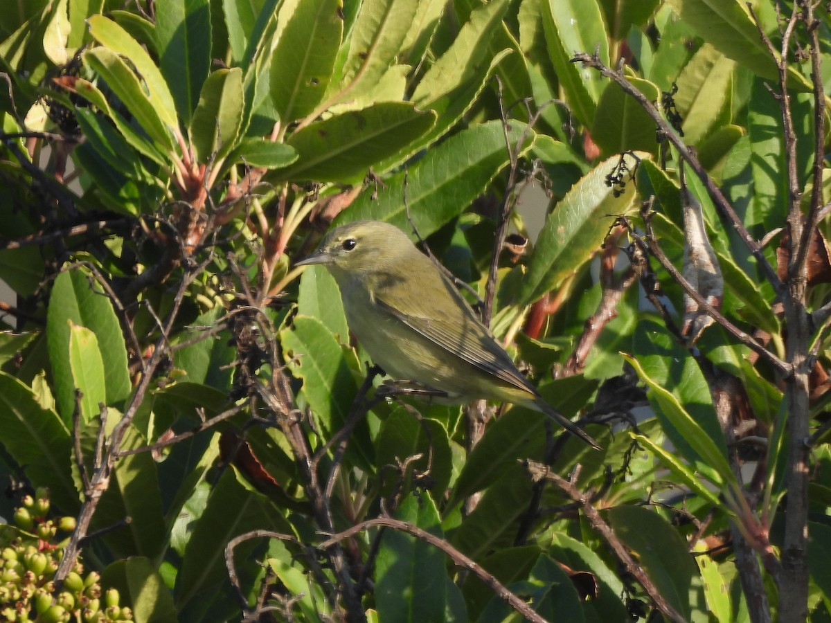 Orange-crowned Warbler - ML646363338