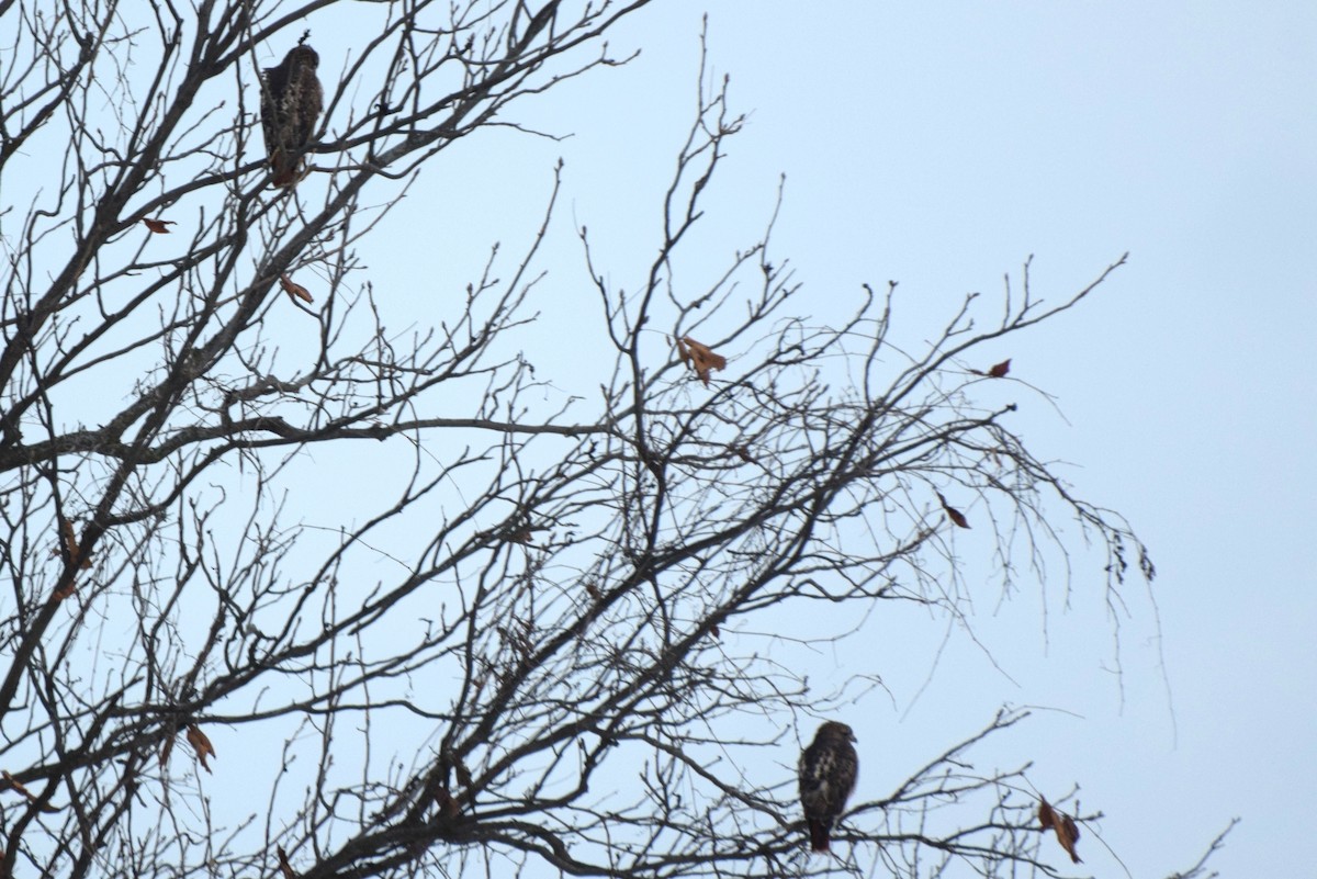 Red-tailed Hawk - ML646363339