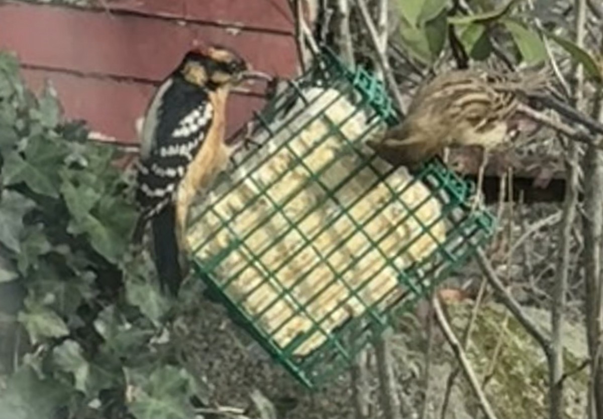 Downy Woodpecker - ML646363340