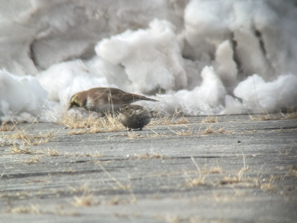 Chestnut-collared Longspur - ML646363360