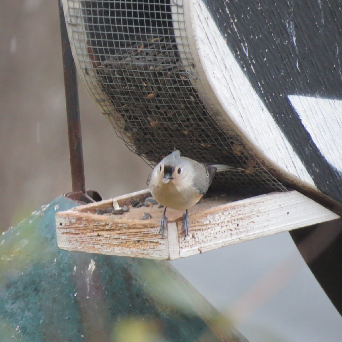 Tufted Titmouse - ML646363362