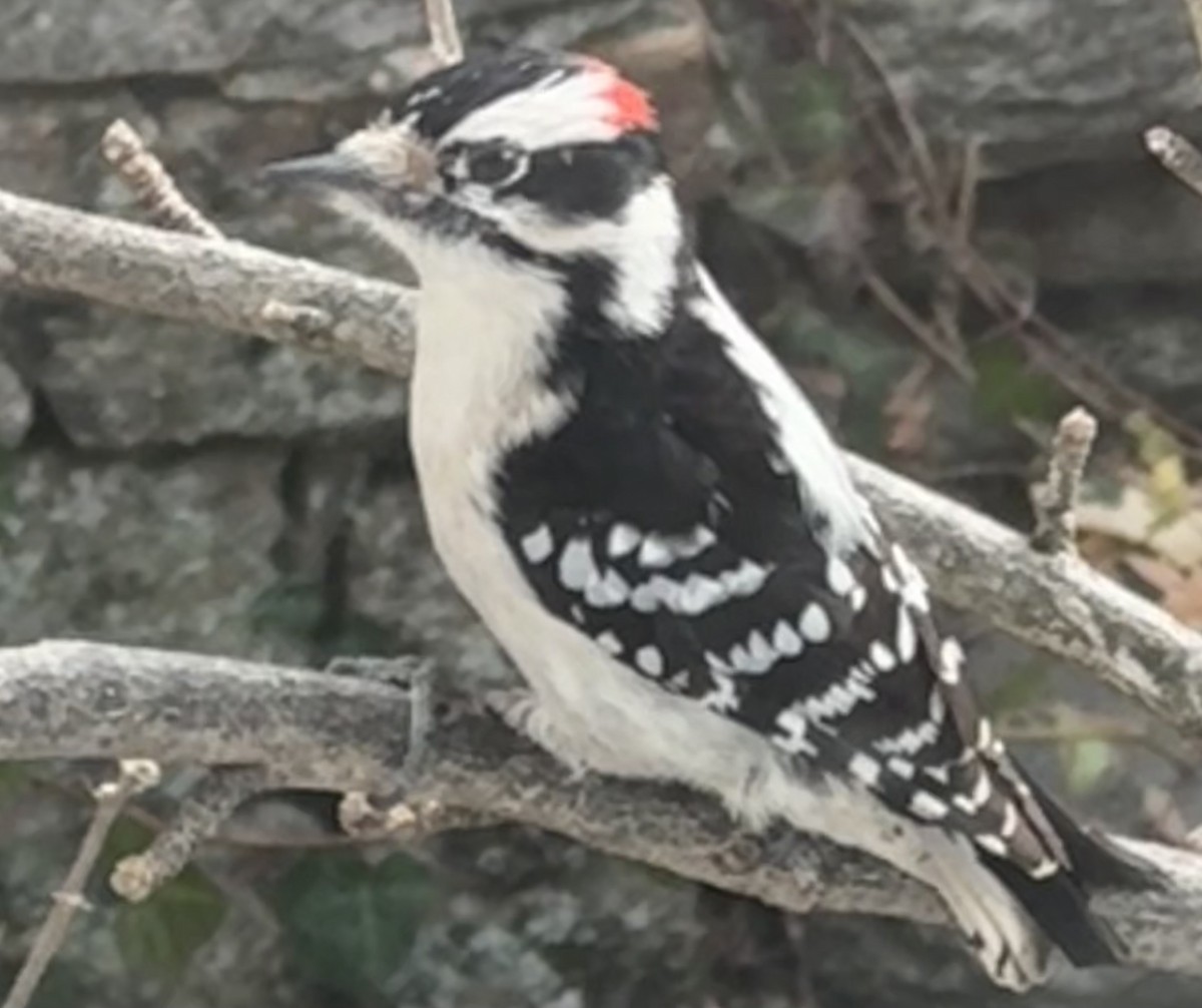 Downy Woodpecker - ML646363363