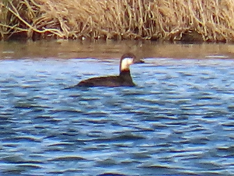 Black Scoter - ML646363365