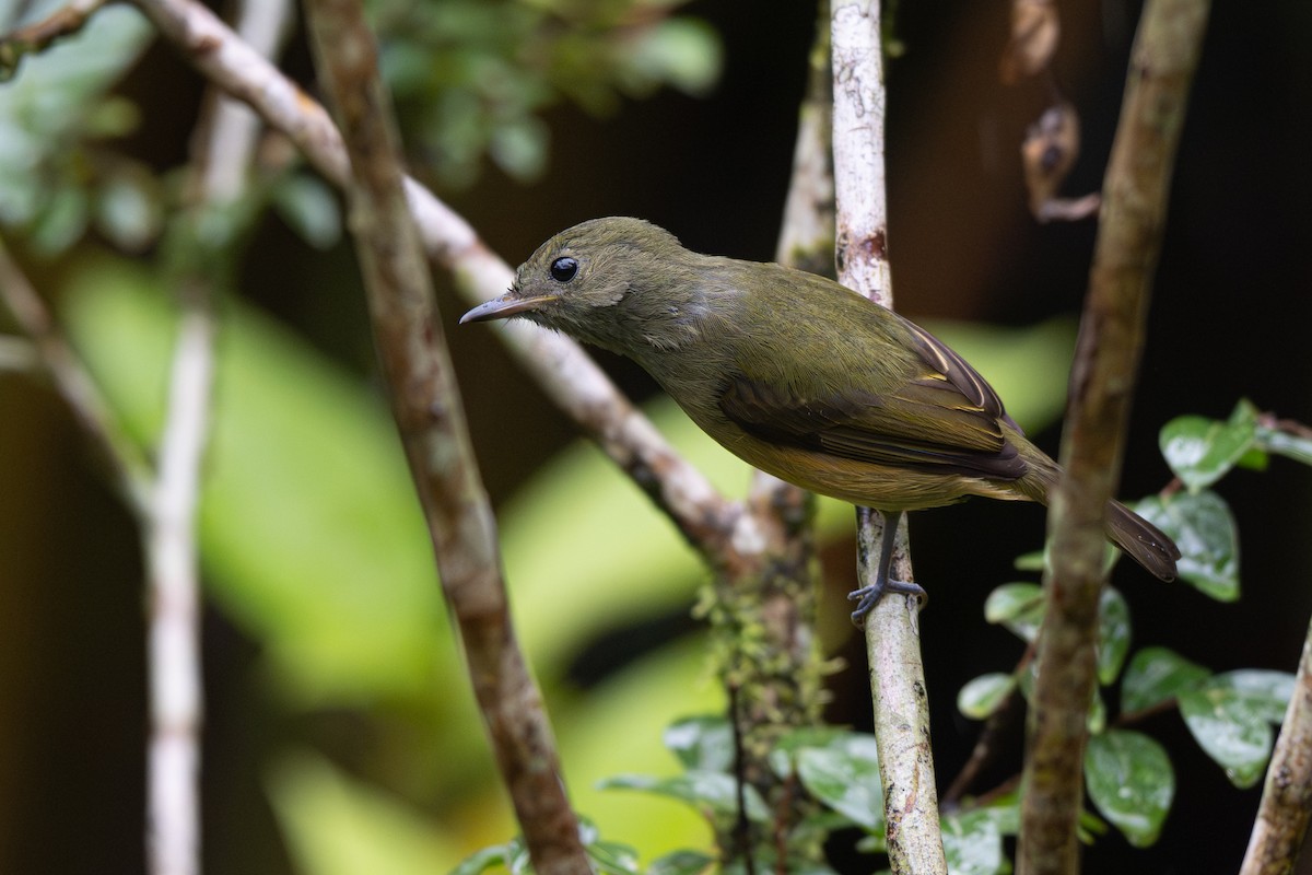 Olive-streaked Flycatcher - ML646363368