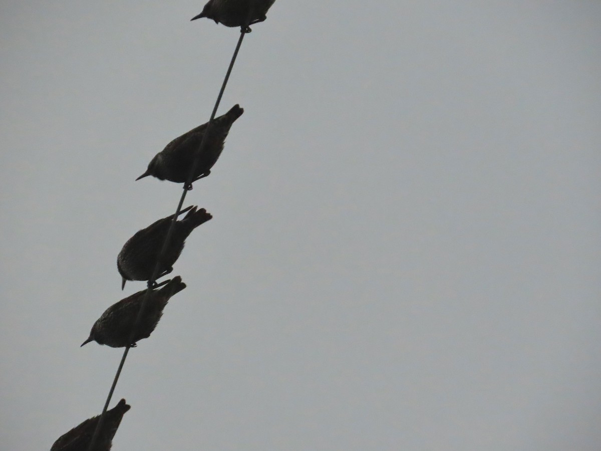 歐洲椋鳥 - ML646363371