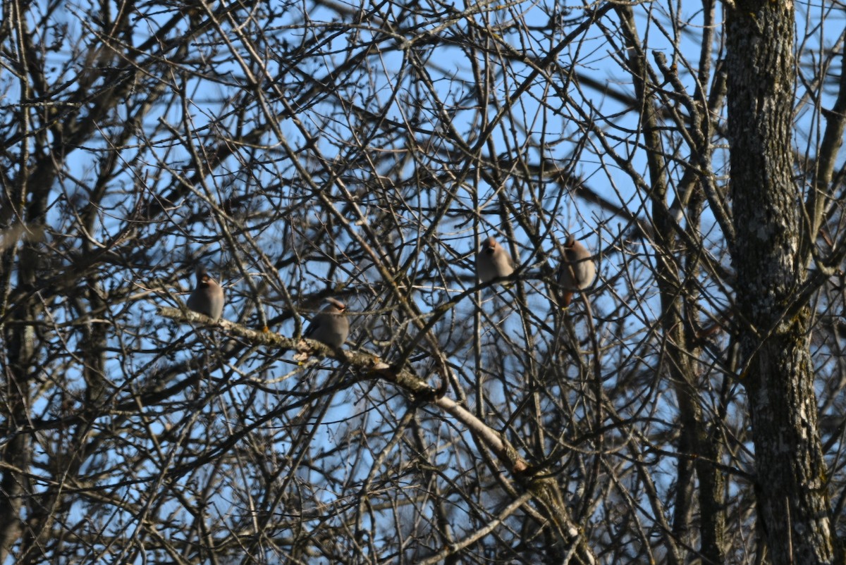 黃連雀 - ML646363372