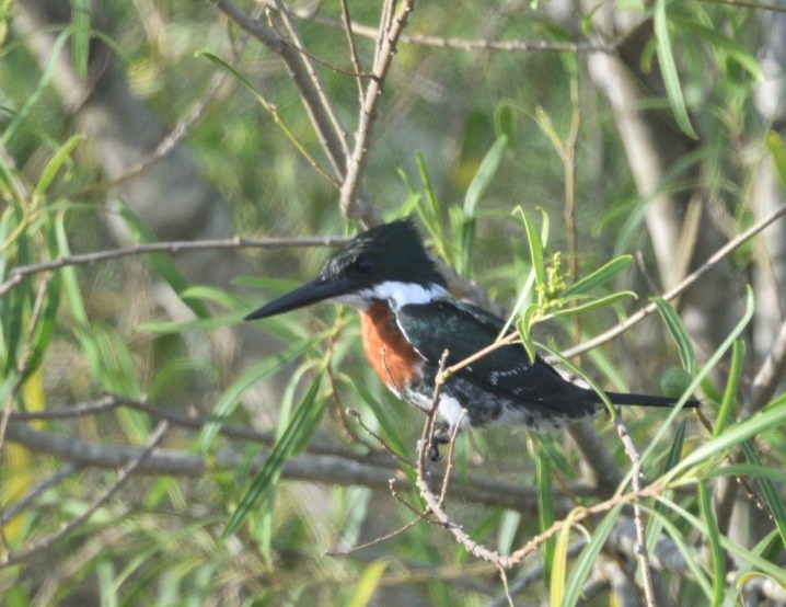 Green Kingfisher - ML646363373