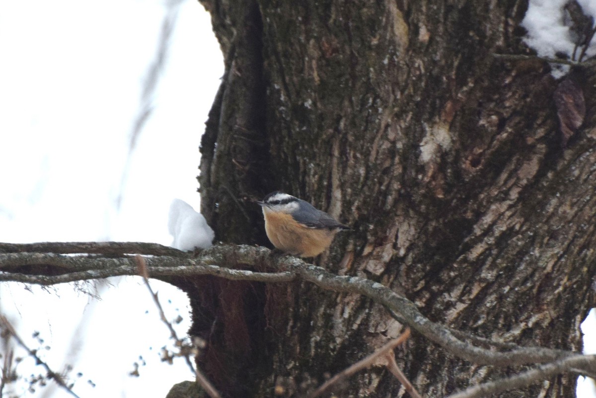Red-breasted Nuthatch - ML646363376
