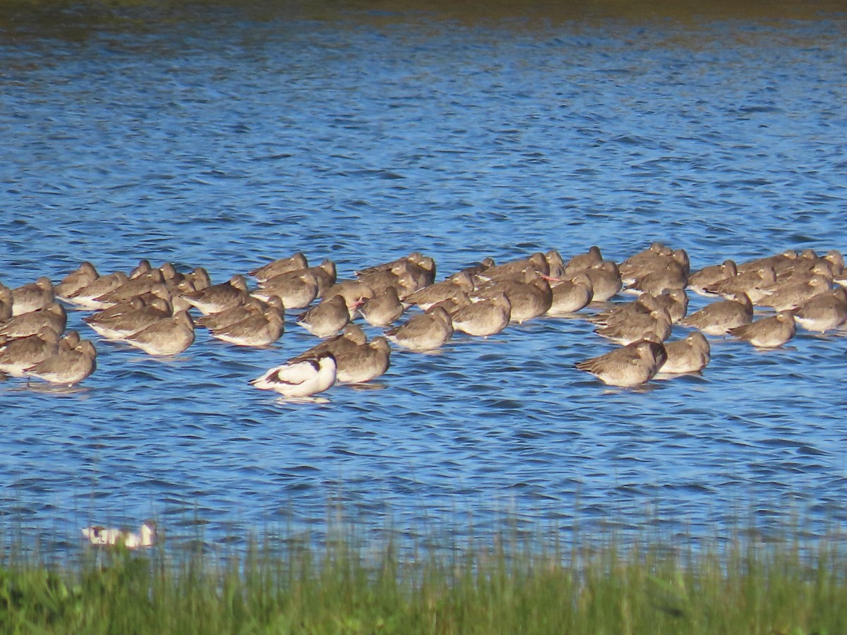 黑尾鷸 - ML646363378