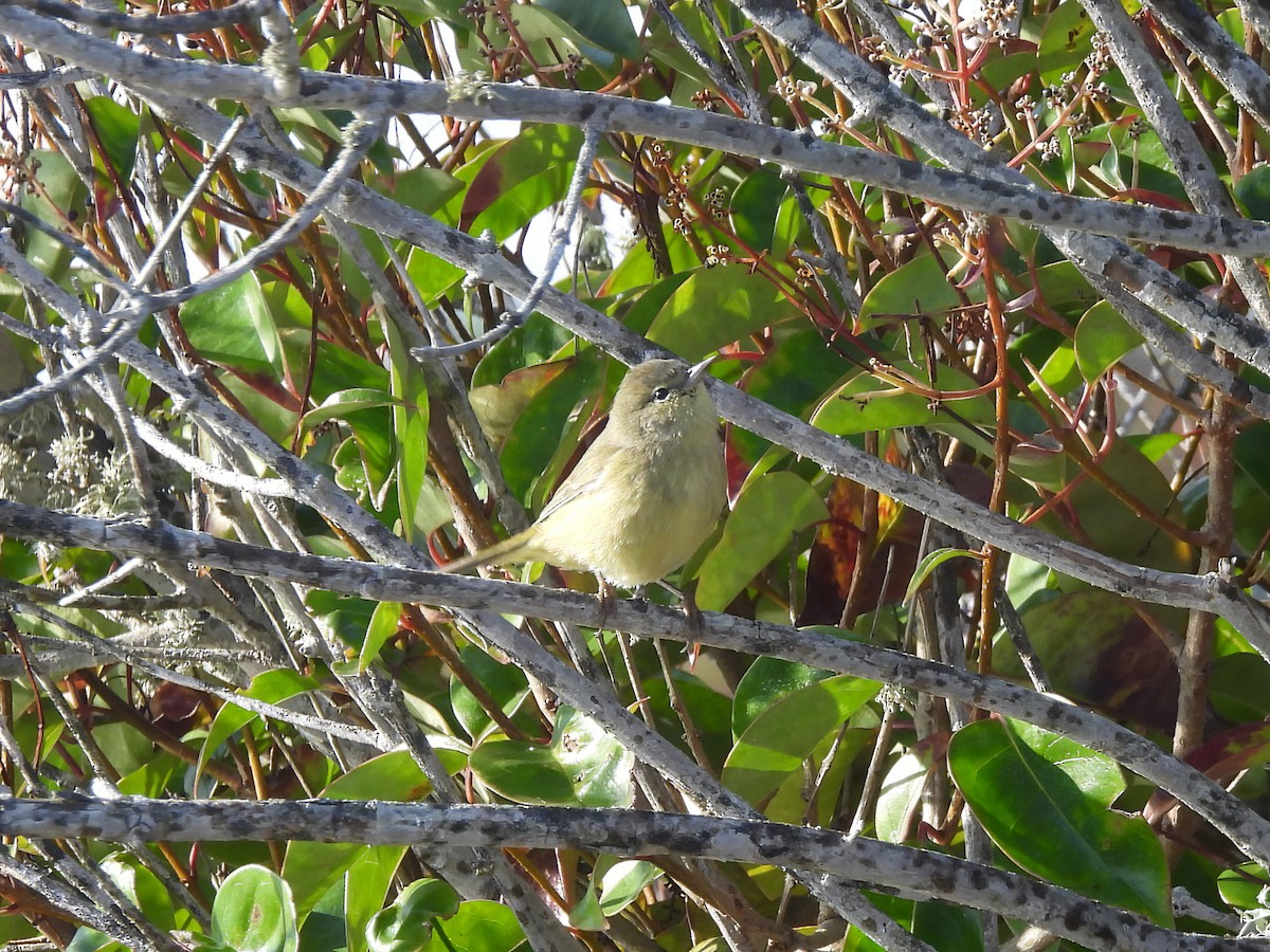 Orange-crowned Warbler - ML646363380