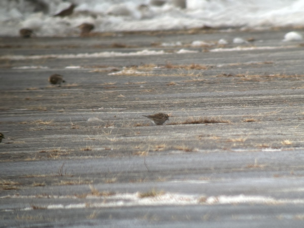 Savannah Sparrow (Savannah) - ML646363381