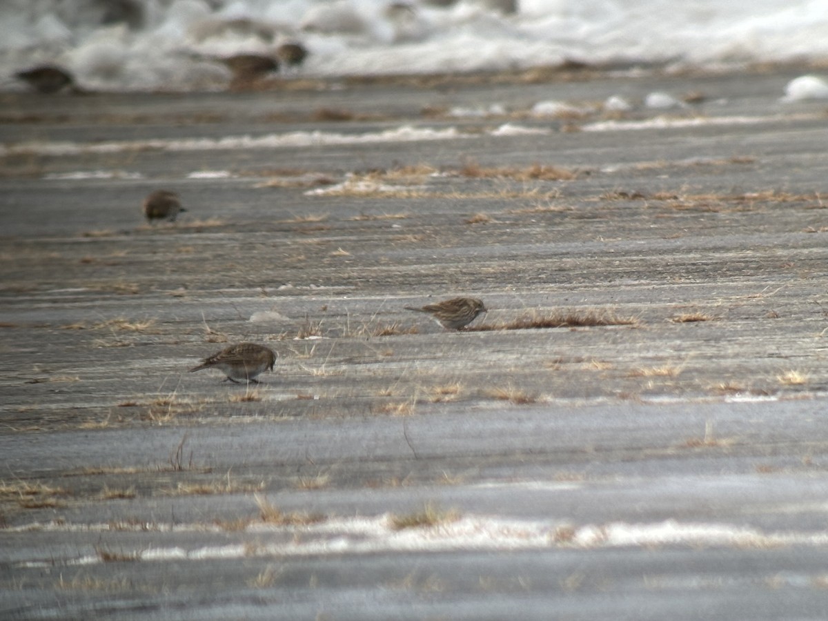 Savannah Sparrow (Savannah) - ML646363382