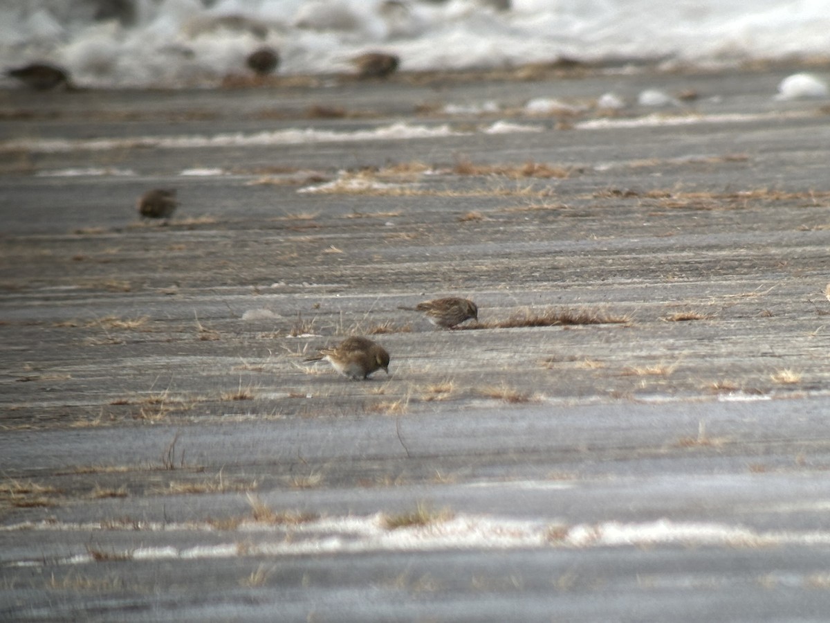 Savannah Sparrow (Savannah) - ML646363383