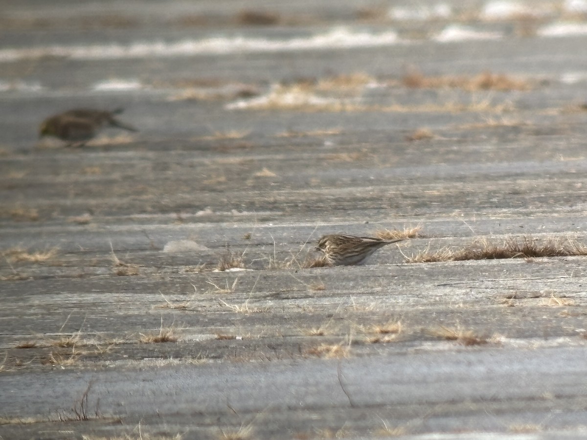 Savannah Sparrow (Savannah) - ML646363384