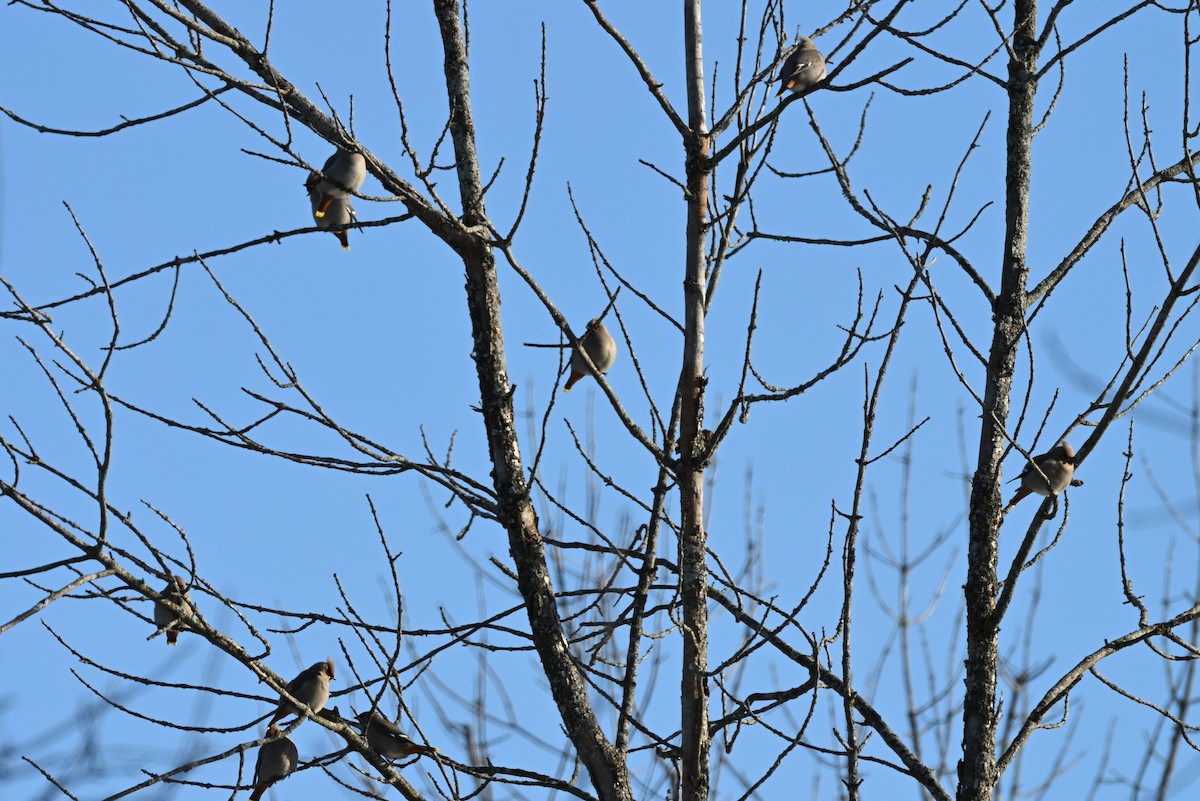 Bohemian Waxwing - ML646363385