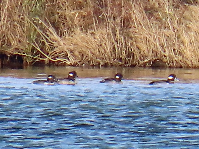 Bufflehead - ML646363387