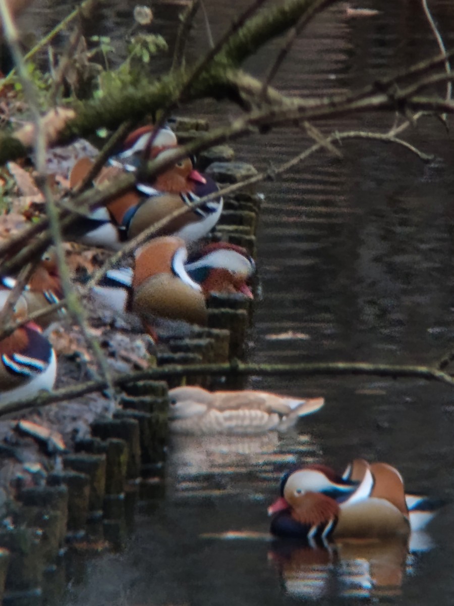 Mandarin Duck - ML646363391