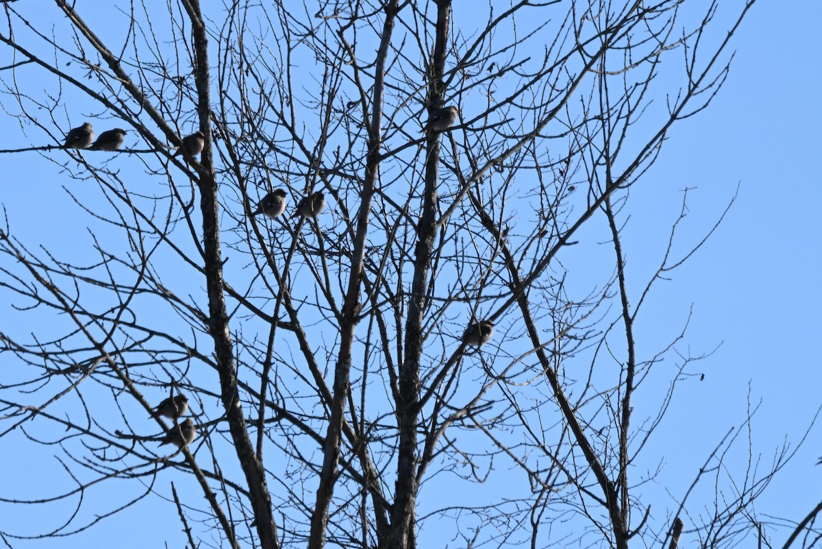 Bohemian Waxwing - ML646363393