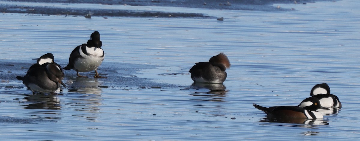 Hooded Merganser - ML646363396