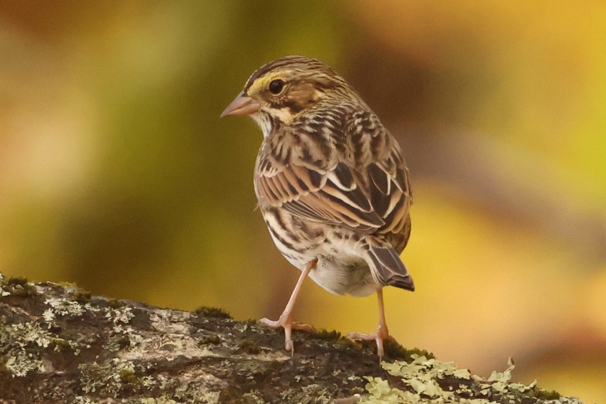 Саванная овсянка - ML646363398