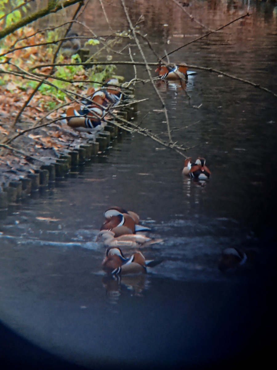 Mandarin Duck - ML646363399