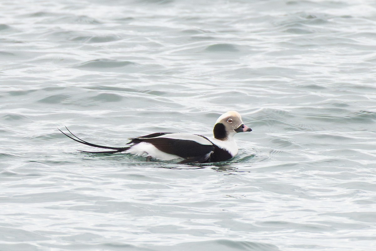Long-tailed Duck - ML646363401