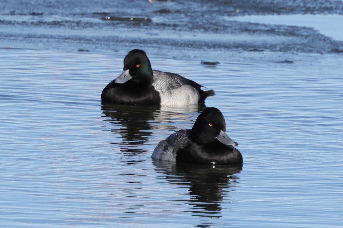 Lesser Scaup - ML646363410