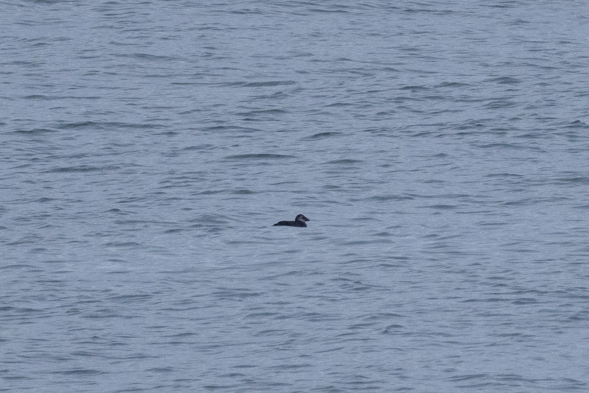 Atlantic Puffin - ML646363411