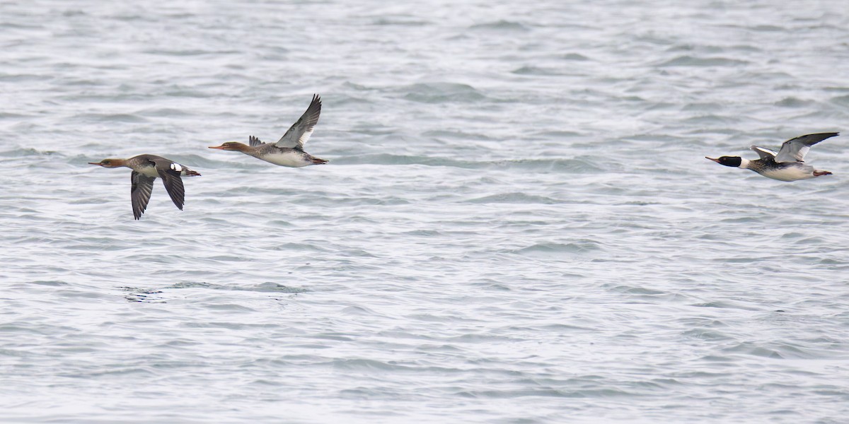 Red-breasted Merganser - ML646363412