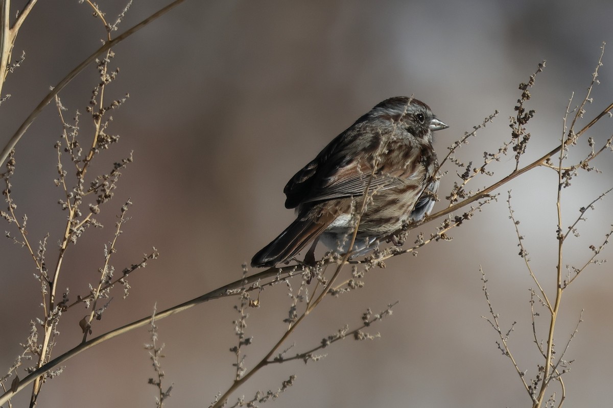 Song Sparrow - ML646363415