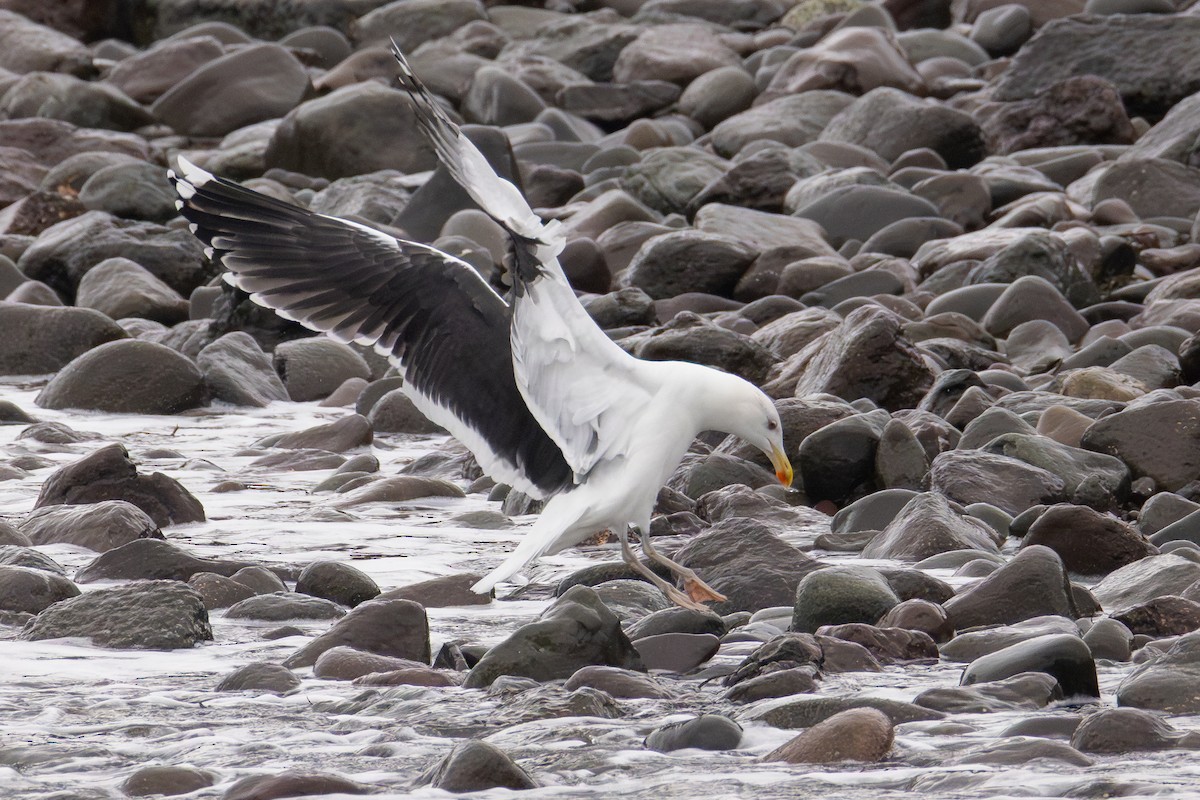 Great Black-backed Gull - ML646363416