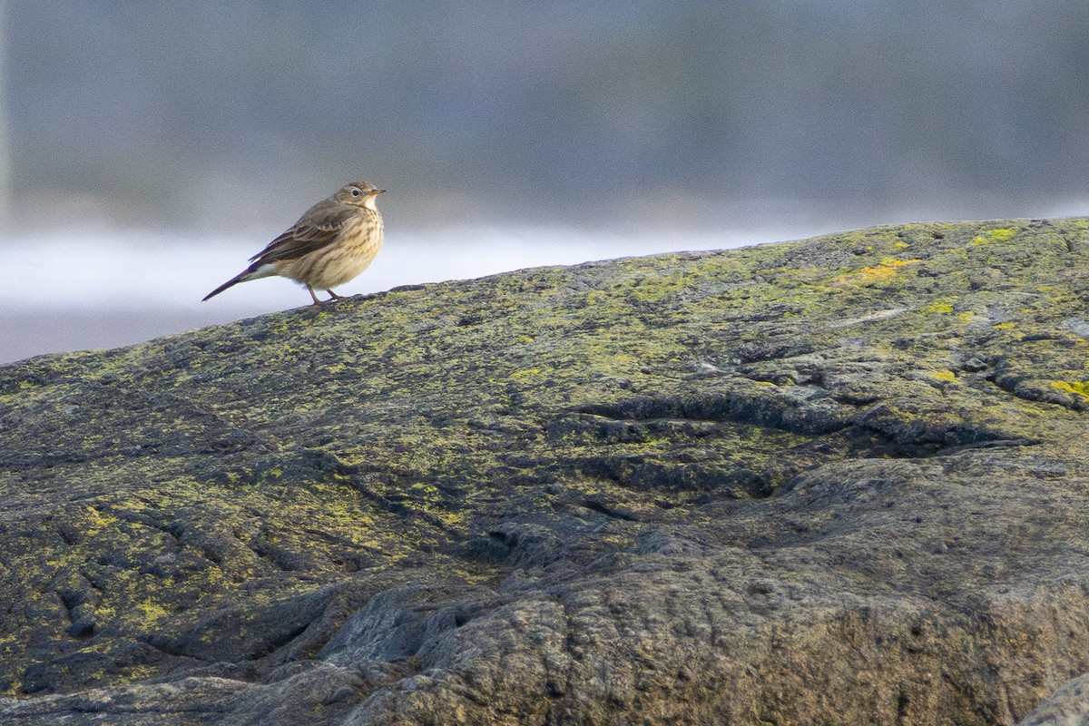 American Pipit - ML646363417