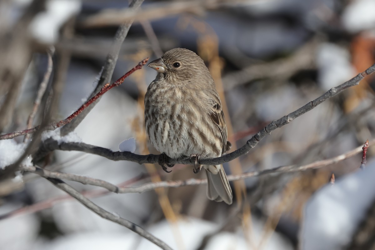 House Finch - ML646363420