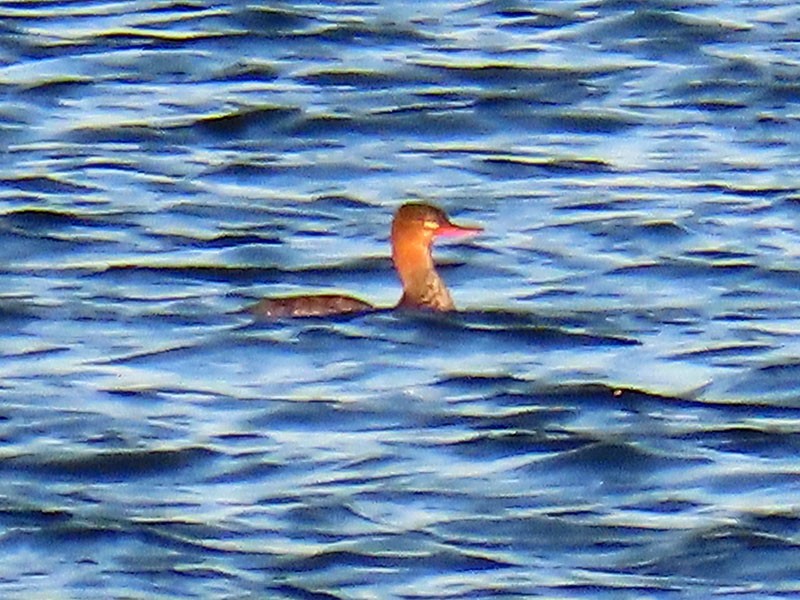 Red-breasted Merganser - ML646363421