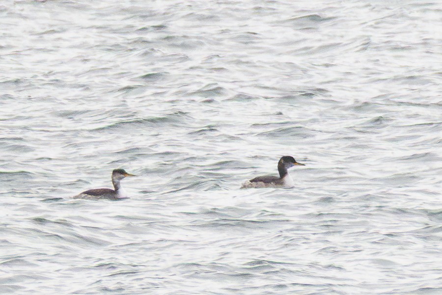 Red-necked Grebe - ML646363423