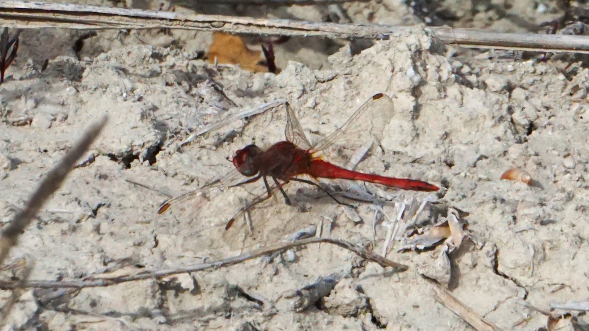 Insects - ML646363424