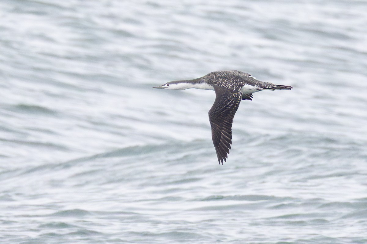 紅喉潛鳥 - ML646363426