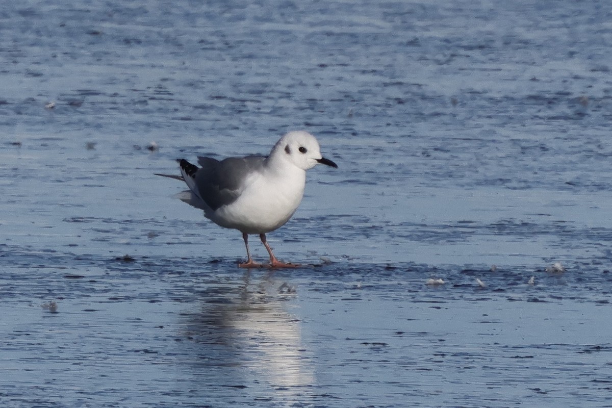 Bonaparte's Gull - ML646363428