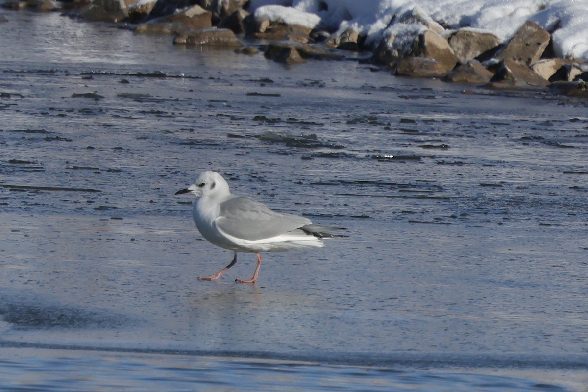 Bonaparte's Gull - ML646363429
